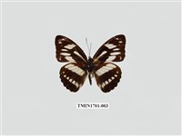 藏品(寬帶蛺蝶)的圖片